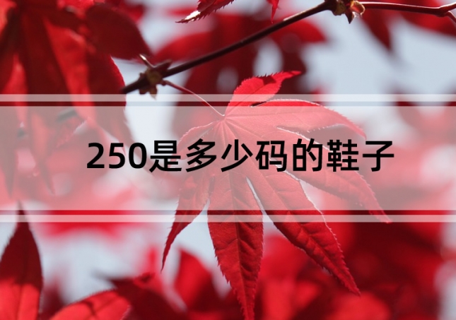  250是多少码的鞋子