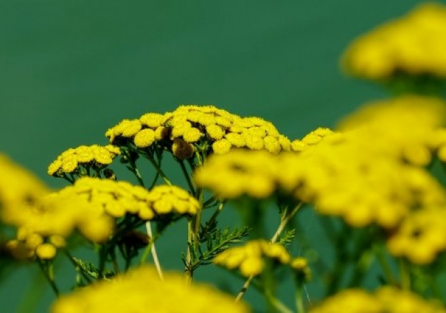 艾叶泡脚能减肥吗-艾叶能减肥吗